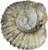 Ammoniet fossiel (tractorwiel) 13-16 cm