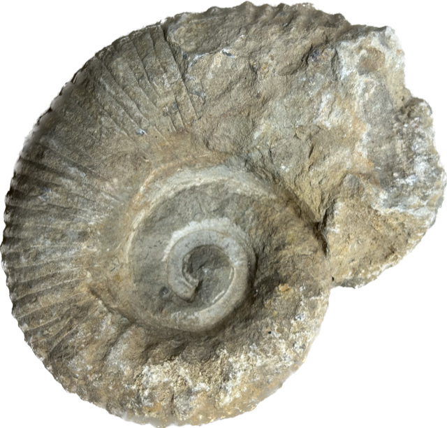 Ammoniet fossiel (tractorwiel) 13-16 cm